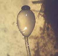 mens, jų viduje esančios kolumelės kūgiškos. Sporangiosporos beveik rutuliškos arba kampuotai elipsoidinės, 5 12 4 10 µm dydžio, pilkos.