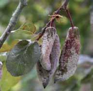 Medis tampa mažiau produktyvus, todėl vaisių derlius būna mažesnis. Šis grybas taip pat gali pažeisti augalo ūglius, kartais net žiedus ir vaisius. Aukšlys 12 pav.