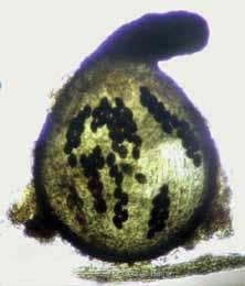 Kai kurie grybai, ypač iš neurosporos (Neurospora) ir sordarijos (Sordaria) genčių, naudojami moksliniuose tyrimuose kaip eksperimentiniai organizmai. Sordaria fimicola (Roberge ex Desm.) Ces.