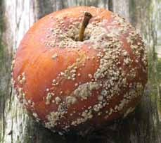 42 pav. Sodinė monilinija (Monilinia fructigena): rudojo puvinio pažeistas obels vaisius (R.