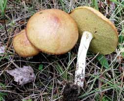 Suillus granulatus (L.) Roussel šilinis kazlėkas (82 84 pav.) Vaisiakūnius sudaro kepurėlė ir kotas.