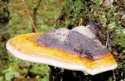 Ksilotrofinis grybas, auga ant negyvų, kartais gyvų lapuočių medžių (dažniausiai beržų, alksnių, ąžuolų, klevų, liepų) stuobrių, išvirtusių arba nupjautų kamienų, šakų, kelmų, miškuose, parkuose ir