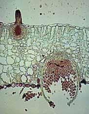 htm) Ecis Eciosporos vystosi augalų stiebų ir lapų epidermio tarpuląsčiuose. Vėliau pažeistose augalų vietose išauga uredžiai su urediosporomis (vasarinėmis sporomis).