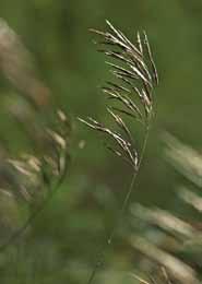 * Pievinė dirsė (Bromus commutatus Schrad.) auga pievose, ganyklose, pakelėse. Labai reta. * Stačioji dirsė (Bromus erectus Huds.) Lietuvoje kol kas žinomos kelios radvietės.