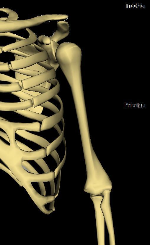 PETIES SĄNARIO 3D REKONSTRUKCIJA Paciento rankos ištiestos lygiagrečiai tomografo stalui Delnų paviršiai pasukti į viršų Pradžia: virš petinės ataugos (lot.