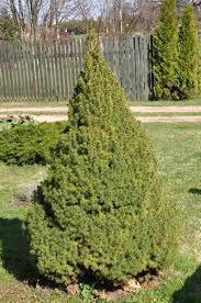 Spygliai šviesiai arba tamsiai žali, 6-9mm ilgio. Nereikli dirvai. Eglė baltoji - Picea glauca Conica Taisyklingo kūgio formos.