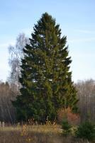 Eglė dygioji - Picea pungens 'Glauca' Užauga iki 20 m aukščio. Laja kūgiška, tanki, spygliai melsvi. 0,2 7,00 1,0 6,00 8.
