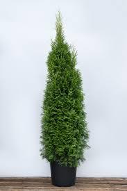 2050740 Tuja vakarinė - Thuja occidentalis Smaragd Lajos forma siaurai kūgiška. Užauga iki 3-4 m aukščio ir 1-1,4 m pločio.