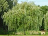 Gluosnis baltasis Salix alba Tai 20-25 m aukščio medis. Šakos svyrarčios, jaunos šakelės geltonos.
