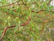Gluosnis macudinis - Salix matsudana 'Tortuosa' Tai medis užaugantis iki 4-5 m aukščio.