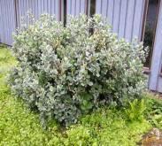 - Salix purpurea 'Gracilis' Pusrutulio formos krūmas. Užauga iki 2 m aukščio ir pločio.