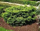 Eglė paprastoji - Picea abies Ohlendorffii Plataus kūgio formos. Užauga iki 4-5 m aukščio ir 3-4 m pločio.