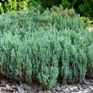 Kadagys padrikasis - Juniperus horizontalis Golden Carpet Prie žemės prigludęs, atkartojantis reljefą
