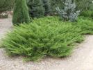 Kadagys padrikasis - Juniperus horizontalis Saxatilis Tai 15-20 cm aukščio į šonus besiplečiantis