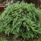 33. 2050930 Kadagys pakrantinis - Juniperus conferta Lėtai augantis, iki 0,5 m aukščio ir 2 m pločio siekiantis krūmas.