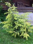 Kadagys paprastasis - Juniperus communis Gold Machangel Netvarkingos kolonos formos, šoninės šakos svyrančios į šalis.