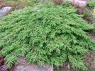Kadagys paprastasis - Juniperus communis Repanda Šliaužiantis. Pasiekia 0,2 m aukštį ir 2-2,5 m plotį. Spygliai žali, trumpi, nedygūs.
