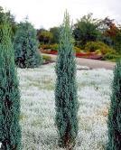 Atsparus sausrai ir šalčiui. Kadagys uolinis - Juniperus scopulorum 'Skyrocket' Melsvaspyglė koloninė forma.