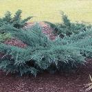 Kadagys uolinis - Juniperus scopulorum 'Blue Arow' Melsvaspyglė koloninė forma. Užauga iki 4-5 m aukščio ir 1 m pločio.