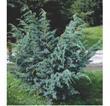 44. Kadagys žvynuotasis - Juniperus squamata Meyeri Skėstašakė forma melsvos spalvos spygliais. Užauga iki 2 m aukščio ir 0,5 m pločio.