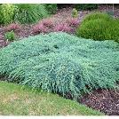 Užauga iki 2 m aukščio ir 0,5 m pločio. 0,25 6,00 46. 2050694 Kadagys žvynuotasis - Juniperus squamata 'Blue Carpet' Šliaužiančios formos.