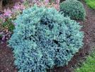 2050928 2050929 2050695 2050695 2050132 2050912 Kadagys žvynuotasis - Juniperus squamata 'Blue Star' Rutuliškos formos.