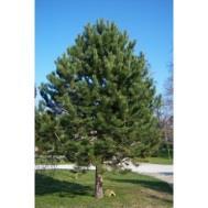 Pušis Armando - Pinus armandii Užauga iki 12 15 m aukščio ir 6 9 m pločio. Spygliai iki 20 cm ilgio, gelsvai - žali.