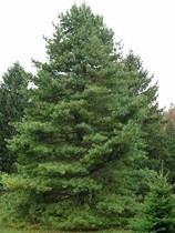 73. Pušis korėjinė - Pinus koraiensis Laja plati, ovalo formos, pasiekia 20-40 m aukštį ir 6-14 m plotį.