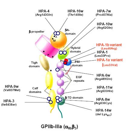 Antigenai trombocitų paviršiuje ABO HLA I klasės Ag (A, B). Neekspresuoja HLA B*44/45. Ignoruoti atliekant paiešką.