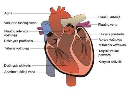 6 Užduotis. Kraujagyslės, kuriomis kraujas teka iš širdies vadinamos arterijomis, o kuriomis teka į širdį venomis 7 Užduotis.