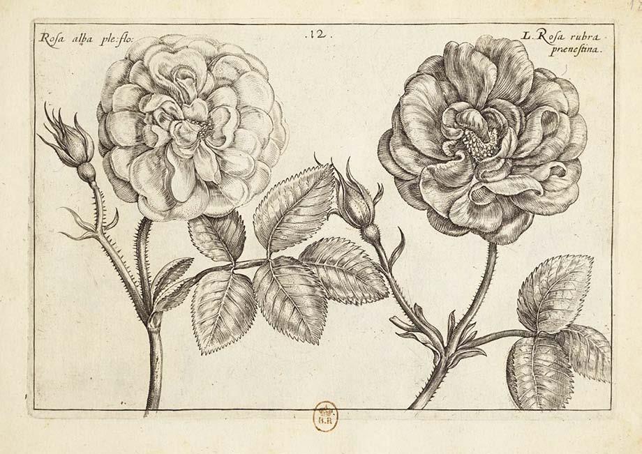 13. Rožių pavyzdžiai, in: Hortus floridus..., 1614 Examples of roses, in: Hortus floridus.