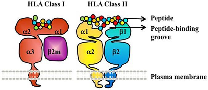 1.3 HLA I ir II klasės molekulių struktūra ir funkcijos Pagrindinis audinių suderinamumo kompleksas atpažįsta ir pateikia patogeninės kilmės peptidus T limfocitų receptoriams CD4+ ir CD8+.