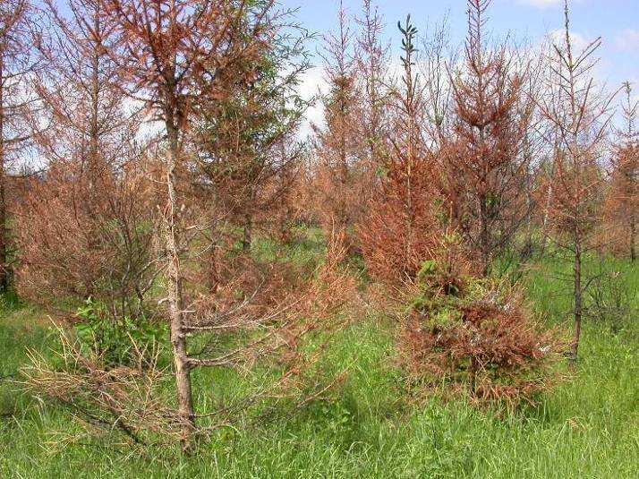 6 Mickūnų sąvartyno prieigose tarpsta mišrūs ir spygliuočių miškai su nemoraliniais krūmais ir žol mis.
