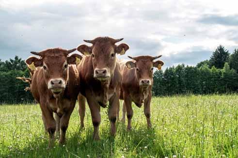 APYSKAITA 8 Kontroliuojamųjų karvių bandų produktyvumo 07 08 metų LIETUVOS MĖSINIŲ GALVIJŲ AUGINTOJŲ IR GERINTOJŲ ASOCIACIJA Lietuvos mėsinių galvijų augintojų ir gerintojų asociacija tai