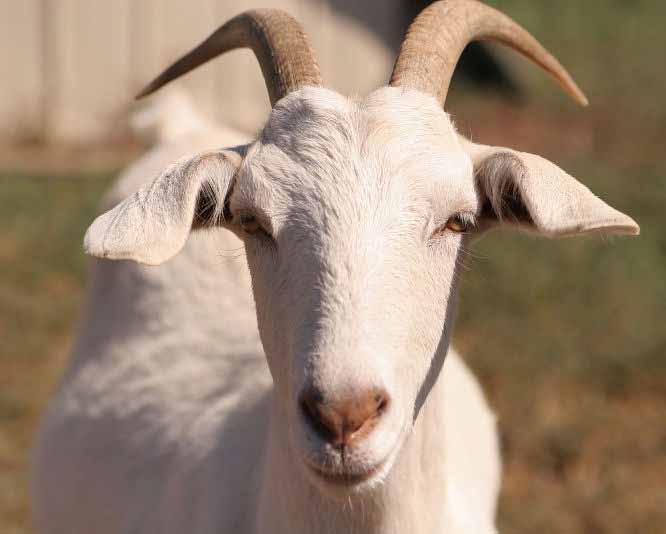 APYSKAITA 8 Kontroliuojamųjų karvių bandų produktyvumo 07 08 metų Geriausios ožkų bandos (pagal riebalų ir baltymų sumą) Best herds of goats by and yield Vidutinis produktyvumas Average productivity