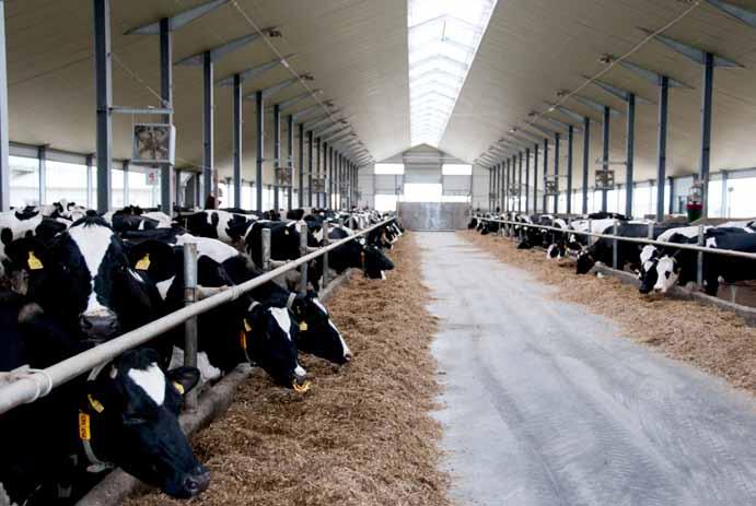 APYSKAITA 8 Kontroliuojamųjų karvių bandų produktyvumo 07 08 metų nuosavybėje esančios karvės vėl pradėtos kontroliuoti 990 m. Vadovaujantis LR žemės ūkio ministro 998 m. gruodžio 9 d. įsakymu Nr.
