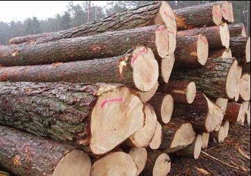 Stiebų sortimentavimas Apvaliosios medienos gaminiai Pjautinieji rąstai skirti įvairių matmenų lentoms bei tašams gaminti. Rąstų plongalio skersmuo (be žievės) 14 (18-20) cm ir daugiau.
