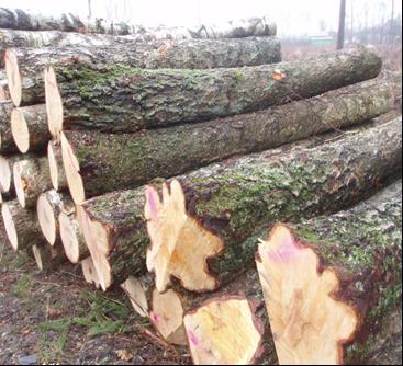 Stiebų sortimentavimas Apvaliosios medienos gaminiai Fanerrąsčiai skirti faneros lukštui gaminti. Drožimo būdu gaminamam lukštui naudojami rąstai, kurių plongalio skersmuo 26 cm ir d.