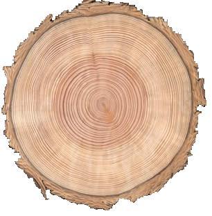 Stiebų sortimentavimas Apvaliosios medienos kokybė Sakinė tai lęšio formos ertmė medienoje, pripildyta ar buvusi pripildyta sakų. Sakinių matavimas.
