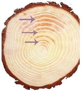 Stiebų sortimentavimas Apvaliosios medienos kokybė Reaktingoji mediena tai savitos anatominės struktūros mediena, susidariusi.