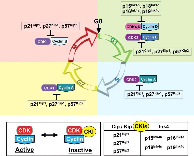 CDK nuo ciklinų priklausoma kinazė Ciklinai CKI Ciklinų kinazių inhibitoriai 1) G1 fazė ląstelė auga, sintetinama mrnr, baltymai, ruošiamasi S