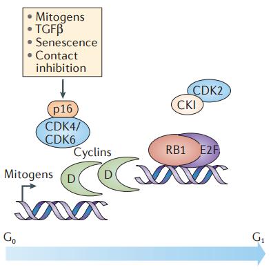 Priežastys: padidėjusi ciklino D raiška, CDK4/6 mutacijos ar amplifikacijos, p16 (CDKN2A) funkcijos praradimas.