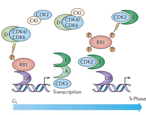 CDK4/6 ciklinas D fosforilina RB1. 4. Duodamas signalas susijungti CDK2 + ciklinas E 5. CDK2 ciklinas E dar fosforilina RB1. 6.