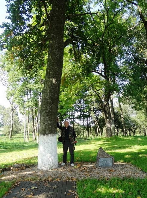 Domeikos ąžuolas Krošino dvaro parke (2014); įrašas atminimui skelbia: Ažuolą pasodino iš Baltarusijos kilęs pasaulinio garso mokslininkas, visuomenės veikėjas Ignotas Domeika Grįžta į Sačyvkus ir tą