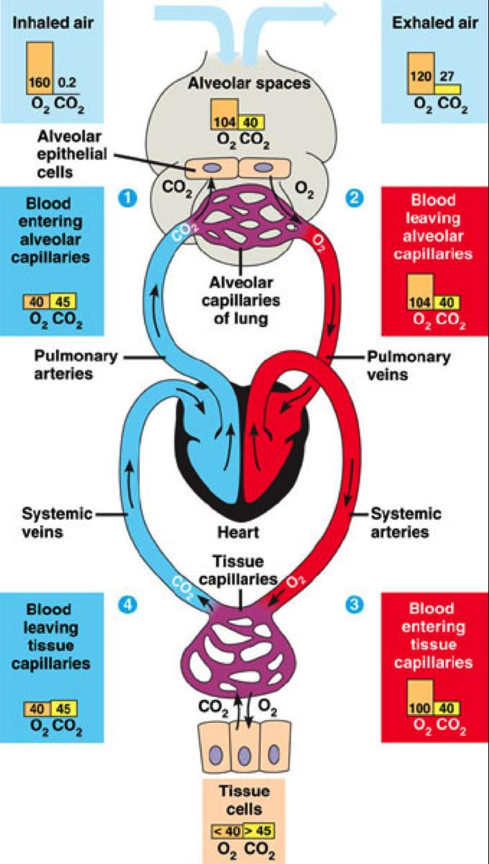 Dujų apykaita Deguonies transportas iki alveolių Deguonies difuzija per alveolės-kapiliaro membraną Deguonies