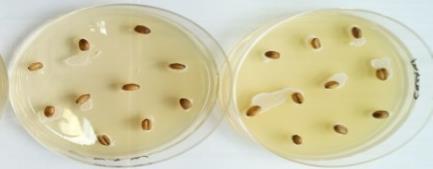 Kontrolinis mėginys Apdoroti Ls (a) 3.14 pav. Ls bioproduktu apdorotų (b) ir neapdorotų (a) Fusarium spp. uţterštų kviečių grūdų vaizdas Petri lėkštelėse inkubuojant 20 ºC temperatūroje 7 paras 3.