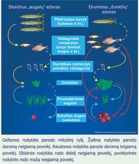 6 pav. Schema iliustruoja du alternatyvius ežero būvius. Kairėje parodytas atvejis, kai ežere yra daug plėšrių žuvų (lydekų, starkių).