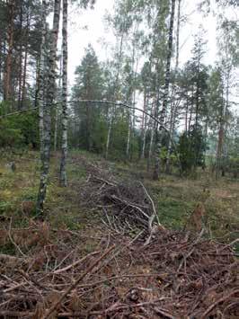 regioninio parko direkcija gavo derinti rengiamą miškotvarkos projektą. Žinoma išsigandome dėl saugomų augalų likimo, bet projekto negalima nederinti vien dėl to, kad čia auga miškinės pikaplaiskės.