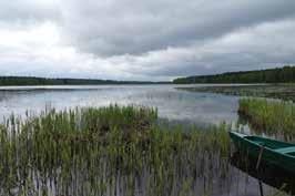 6 pav. Šiaurinė Gauštvinio ežero dalis Tik šiaurvakariniame pakraštyje, ant smėlėto gūbrio nedideliame plote auga smėlynų augalų bendrija.