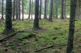 4 pav. Paprastojo taukiaus radavietė Labanoro regioninio parko eglyne (E. Semaškaitės nuotrauka) ką susikaupę medžio spygliai.